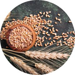 РОМАКС — преумножение ценности зерна 1